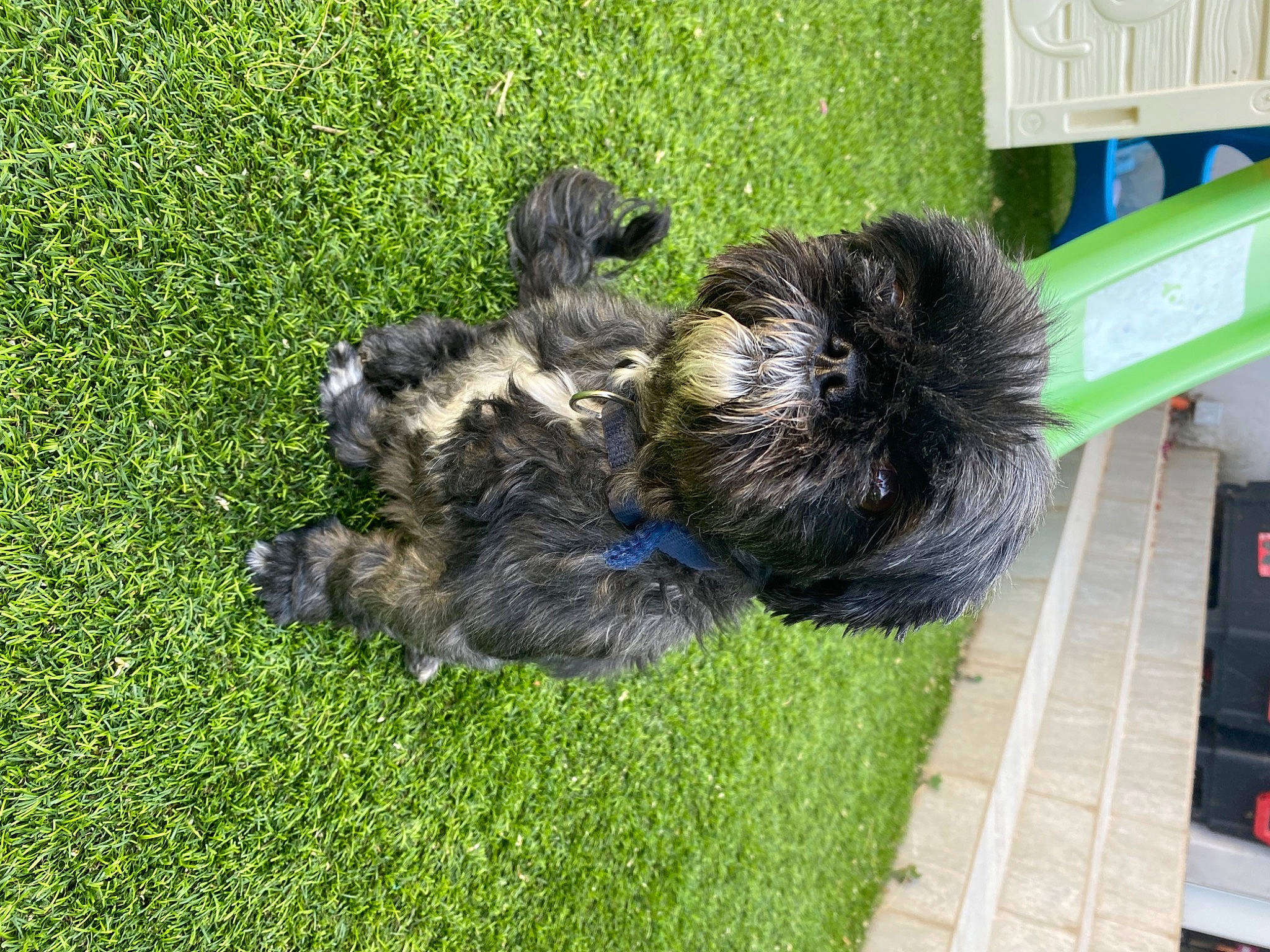 Sissi a rejoint le concours — aidez-le/la à gagner de superbes lots ! canidae, carnivore, companion_dog, dog, dog_breed, felidae, fur, grass, groundcover, plant, puppy, small_terrier, small_to_medium_sized_cats, sporting_group, tail, terrestrial_animal, terrier, toy_dog, water_dog, yorkipoo