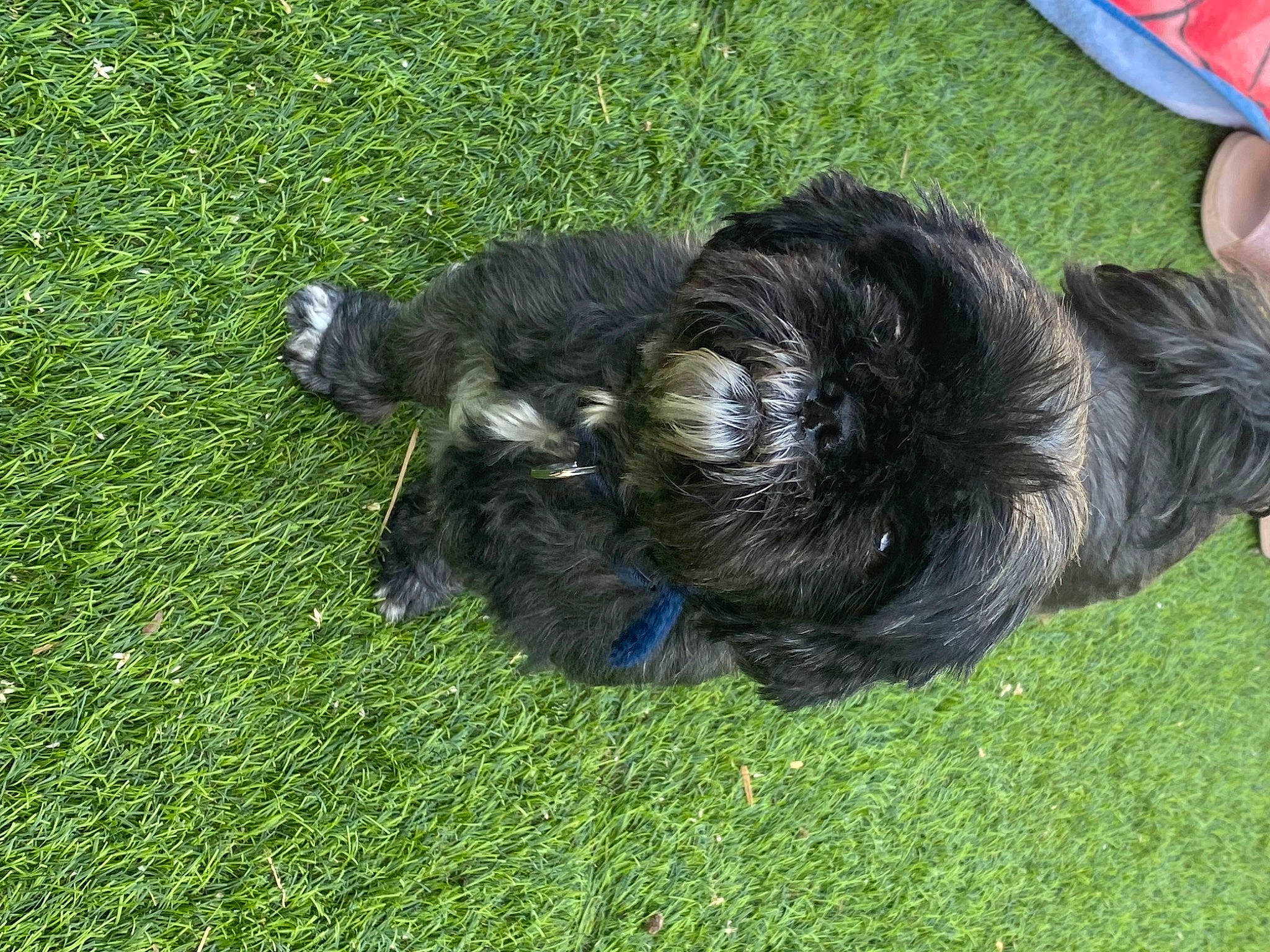 Sissi participe au concours pour gagner de l'argent avec cette photo : canidae, carnivore, companion_dog, dog, dog_breed, flooring, fur, garden, grass, grassland, groundcover, pasture, soil, sporting_group, tail, terrestrial_animal, terrier, water_dog, working_animal