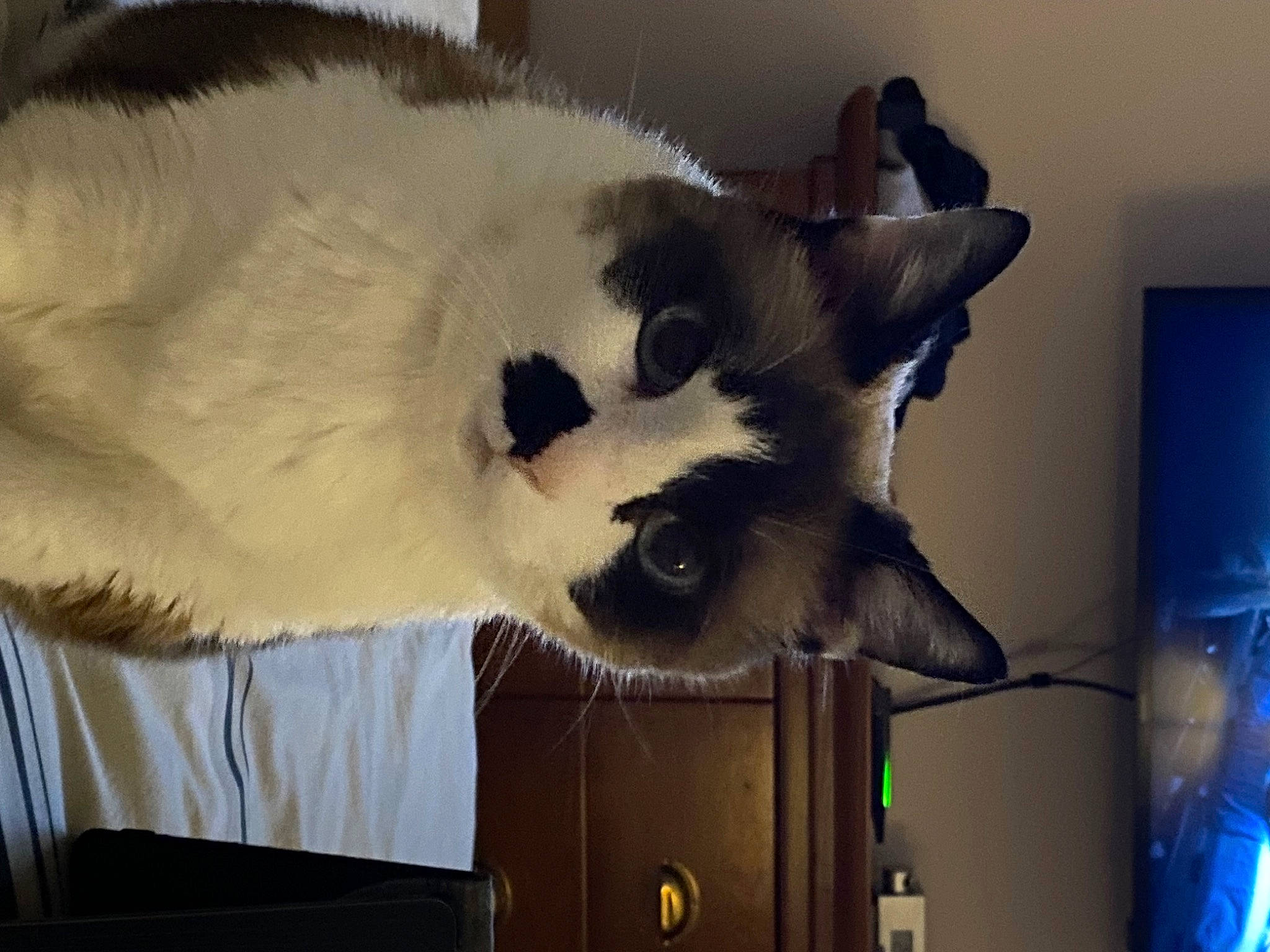 Princesse a rejoint le concours — aidez-le/la à gagner de superbes lots ! balinese, canidae, carnivore, cat, collar, companion_dog, dog_breed, domestic_short_haired_cat, fang, fawn, felidae, fur, paw, room, small_to_medium_sized_cats, snout, tail, terrestrial_animal, whiskers