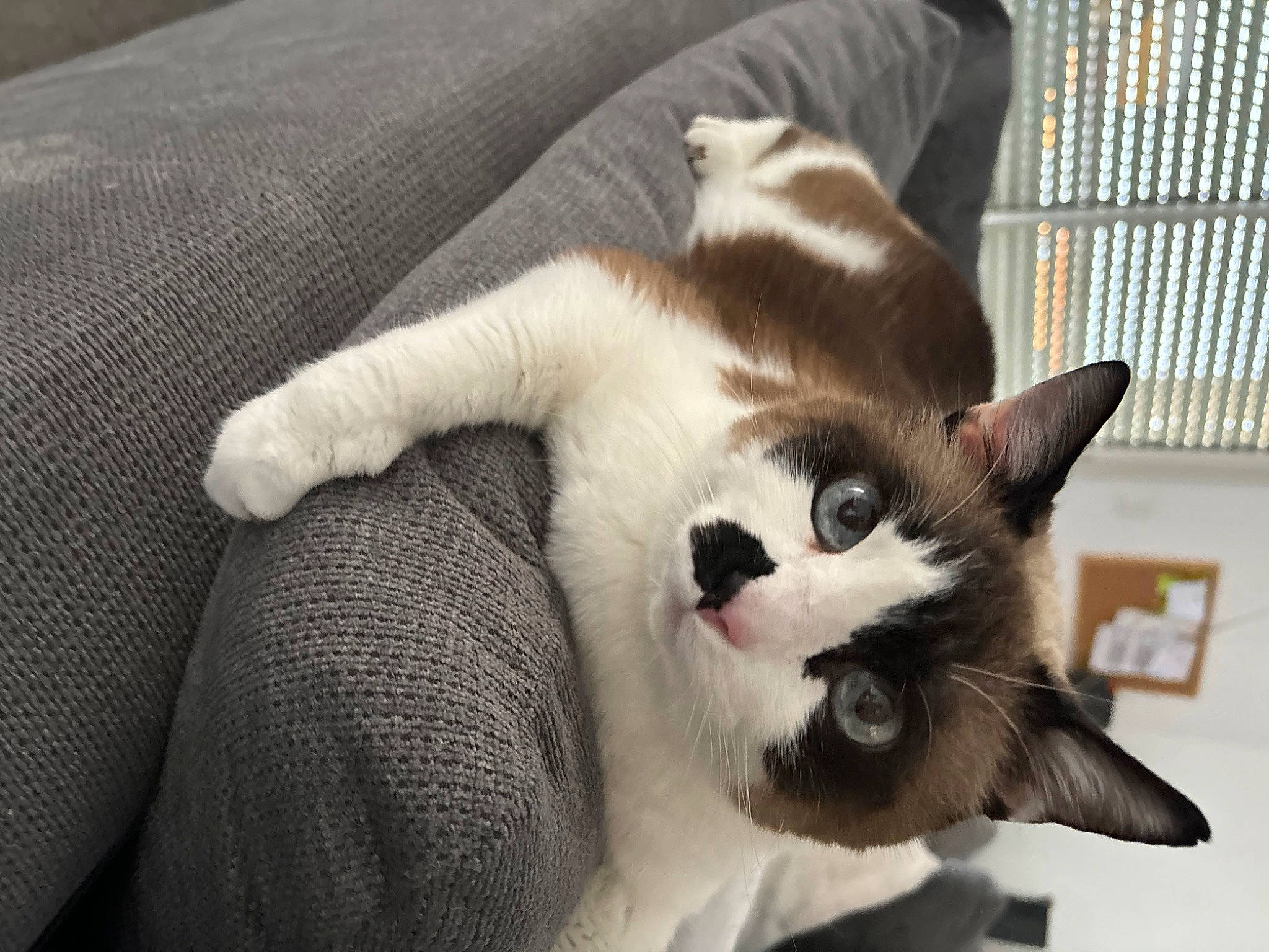 Princesse a rejoint le concours — aidez-le/la à gagner de superbes lots ! carnivore, cat, cat_supply, claw, comfort, couch, domestic_short_haired_cat, fawn, felidae, fur, linens, mesh, paw, pet_supply, small_to_medium_sized_cats, snout, tail, terrestrial_animal, textile, whiskers