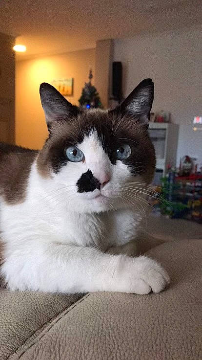 Princesse participe au concours pour gagner de l'argent avec cette photo : carnivore, cat, comfort, domestic_short_haired_cat, felidae, flooring, fur, monochrome_photography, sitting, small_to_medium_sized_cats, snout, tail, whiskers