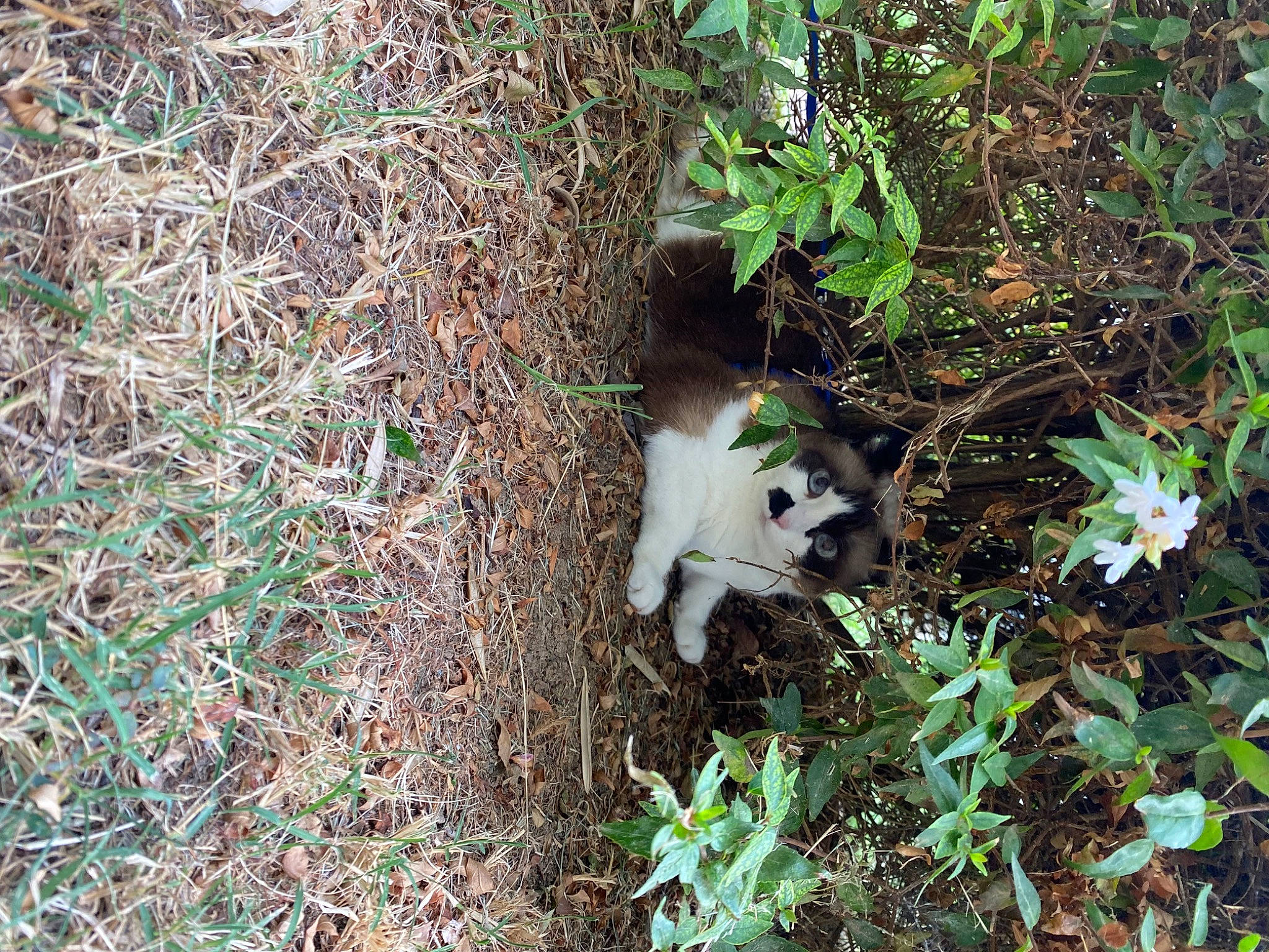 Princesse a rejoint le concours — aidez-le/la à gagner de superbes lots ! carnivore, cat, fawn, felidae, forest, grass, groundcover, herb, jungle, plant, shrub, small_to_medium_sized_cats, soil, tail, terrestrial_animal, terrestrial_plant, tree, trunk, twig, wood