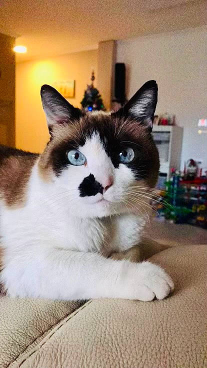 Princesse a rejoint le concours — aidez-le/la à gagner de superbes lots ! carnivore, cat, comfort, domestic_short_haired_cat, felidae, fur, picture_frame, small_to_medium_sized_cats, snout, tail, whiskers