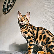 Aurus a rejoint le concours — aidez-le/la à gagner de superbes lots ! bengal_cat, cat, pet, animal, feline, indoor, clock, wall, texture, gray_surface, decor, pattern, spots, fur, eyes, whiskers, ears, sitting, looking, shadow