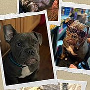 Deebo joined the competition — help win amazing prizes! dog, bulldog, puppy, sleeping, curious, sunglasses, collage, cute, pet, animal, face, tongue_out, indoor, closeup, expression, ribbon, photography, funny, portrait, gray