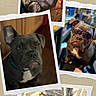 dog, bulldog, puppy, sleeping, curious, sunglasses, collage, cute, pet, animal, face, tongue_out, indoor, closeup, expression, ribbon, photography, funny, portrait, gray