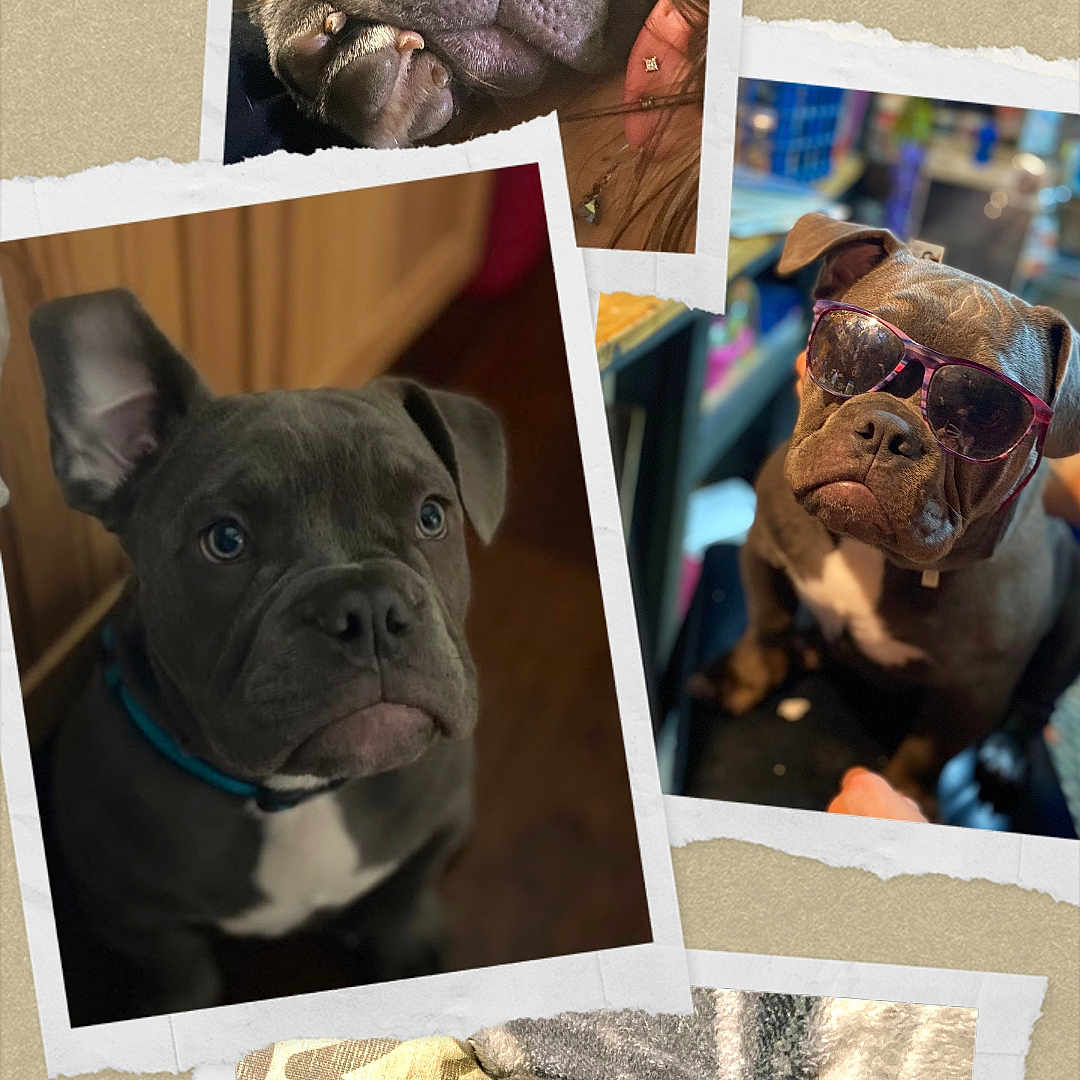 Deebo