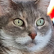 Maxou participe au concours pour gagner de l'argent avec cette photo : cat, close_up, green_eyes, gray_fur, white_fur, whiskers, pet, animal, feline, portrait, indoor, focused, cute, face, ears, nose, fur_texture, alert, domestic_cat, mammal