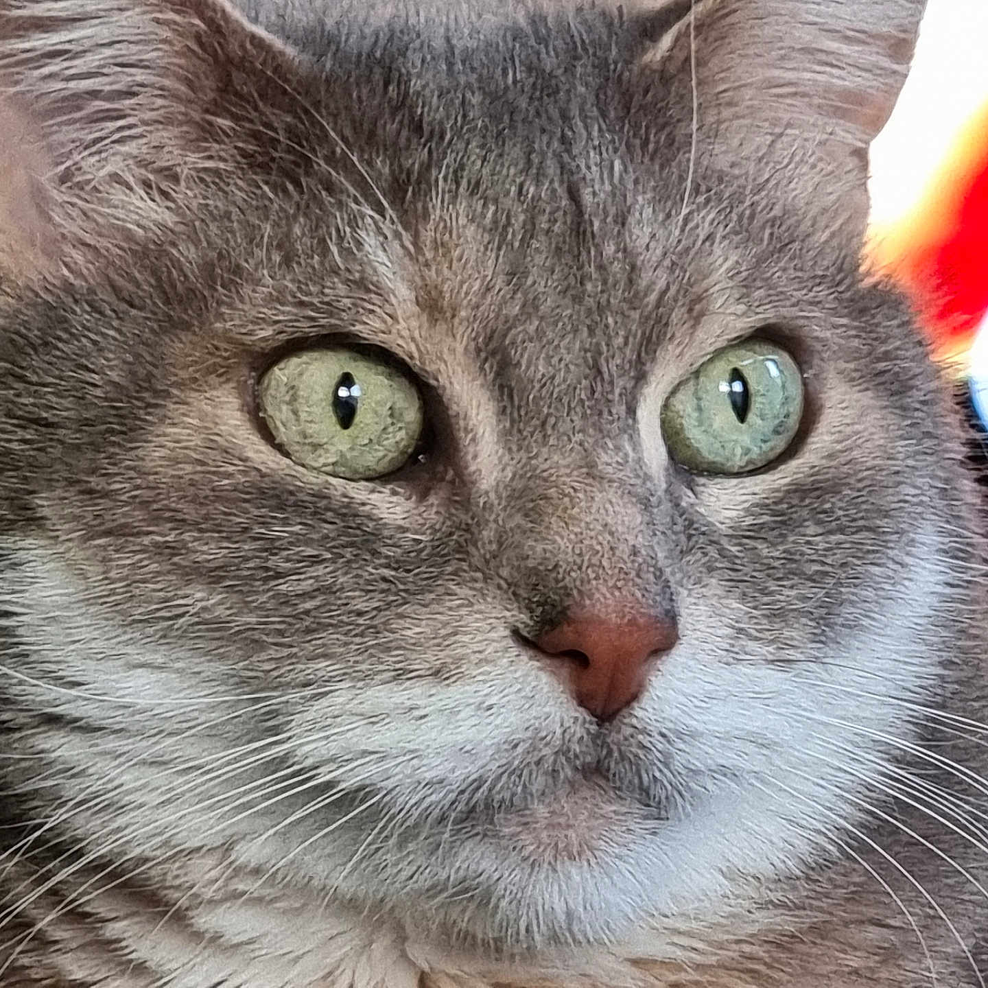 Maxou participe au concours pour gagner de l'argent avec cette photo : cat, close_up, green_eyes, gray_fur, white_fur, whiskers, pet, animal, feline, portrait, indoor, focused, cute, face, ears, nose, fur_texture, alert, domestic_cat, mammal