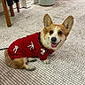 Kami joined the competition — help win amazing prizes! dog, corgi, red_sweater, indoor, tiled_floor, happy, pet, animal, cute, smiling, sitting, flooring, leash, fur, ears, tongue, collar, house, cozy, portrait