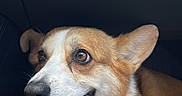 Kami joined the competition — help win amazing prizes! dog, corgi, pet, animal, tongue_out, happy, cute, close_up, brown_and_white, car_interior, canine, fur, ears, face, expression, companion, domestic_animal, mammal, sitting, portrait
