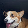 dog, corgi, pet, animal, tongue_out, happy, cute, close_up, brown_and_white, car_interior, canine, fur, ears, face, expression, companion, domestic_animal, mammal, sitting, portrait