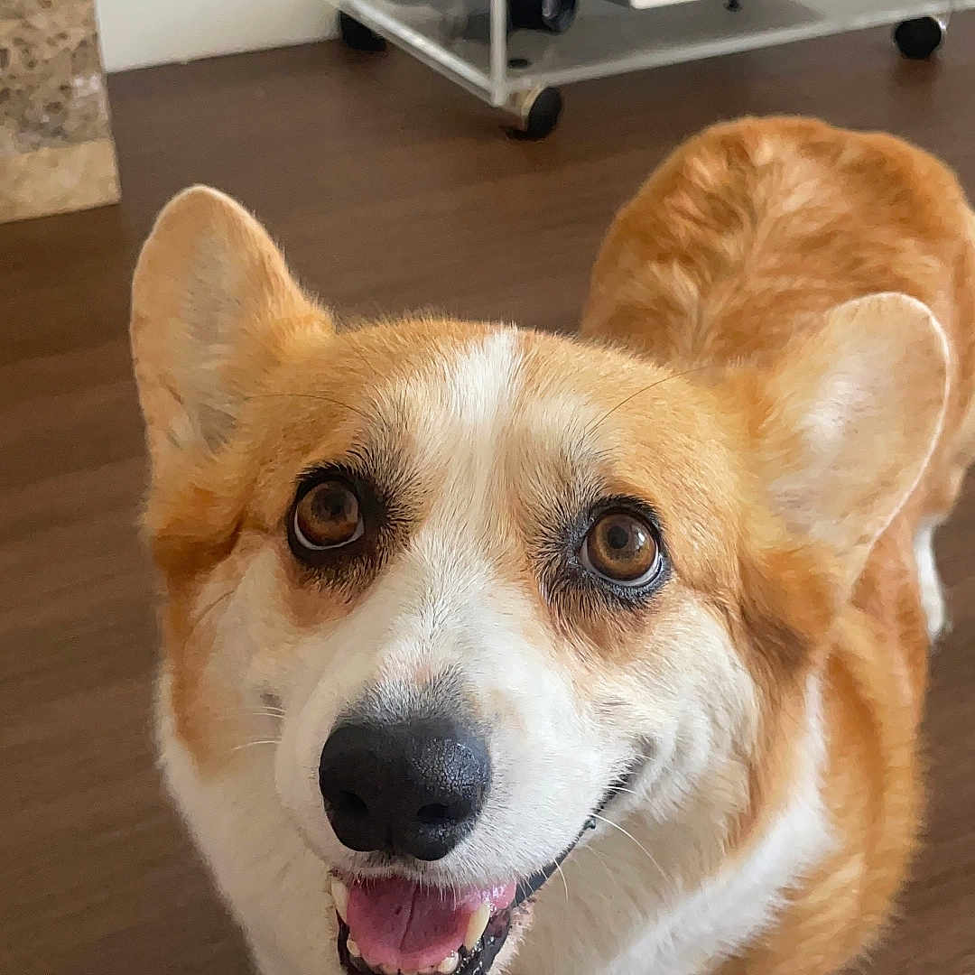 Kami