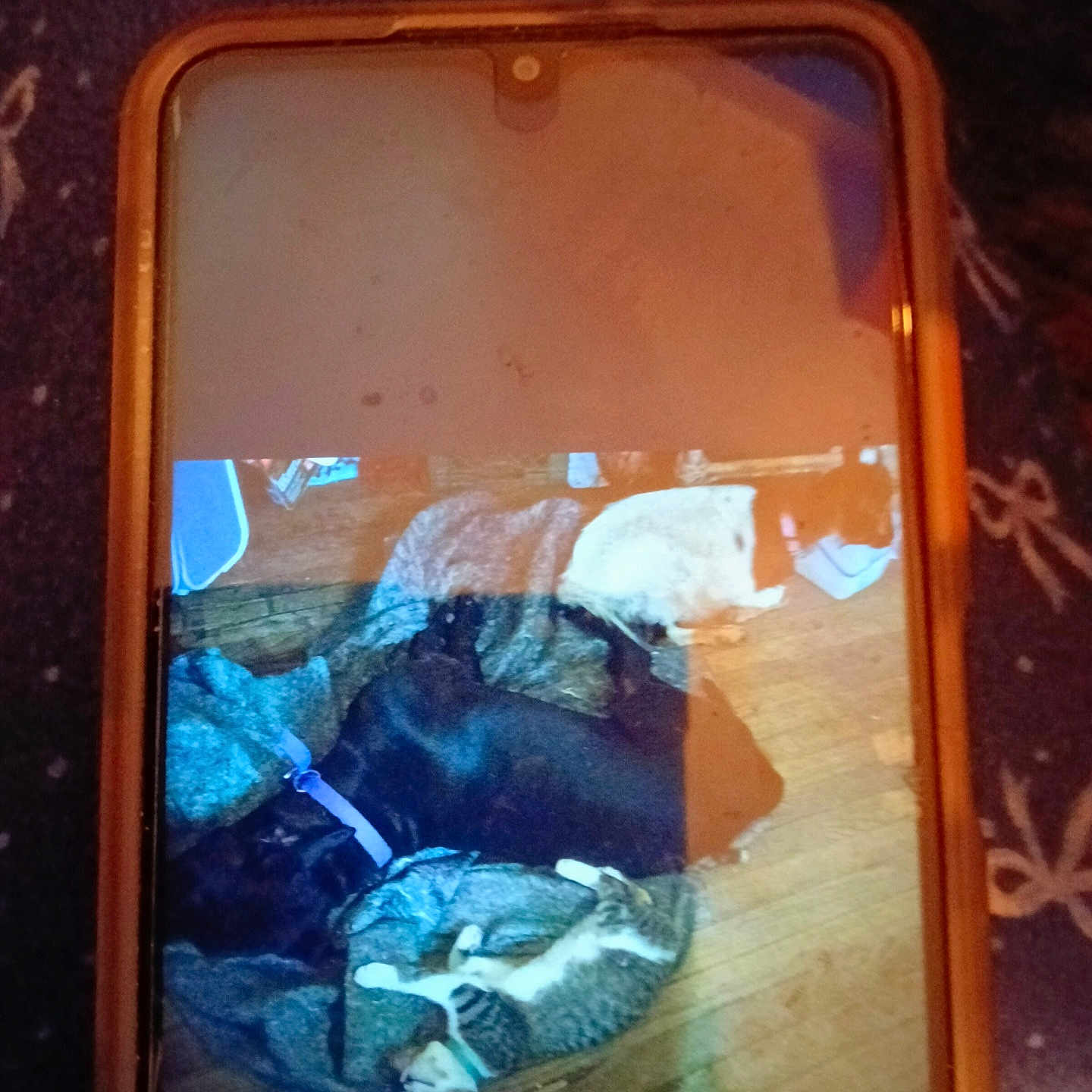 Darkbody is registered to the contest to win money with this photo: black_dog, blanket, cat, collar, cozy, dog, indoor, pet_bed, pets_together, phone, phone_case, photo_of_photo, reflection, screen, sleeping, smartphone, smudge, tabby_cat, white_cat, wood_floor