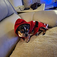 Lucy joined the competition — help win amazing prizes! dog, small_dog, red_sweater, hoodie, couch, cushion, pet, indoor, living_room, wood_floor, table, lamp, relaxed, animal, fur, paw, domestic_animal, companion, cozy, cute