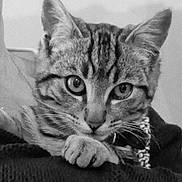 Miaous participe au concours pour gagner de l'argent avec cette photo : cat, tabby, close_up, animal, pet, whiskers, paw, ears, fur, face, portrait, black_and_white, indoor, looking, curious, feline, mammal, resting, texture, expression