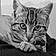 Miaous