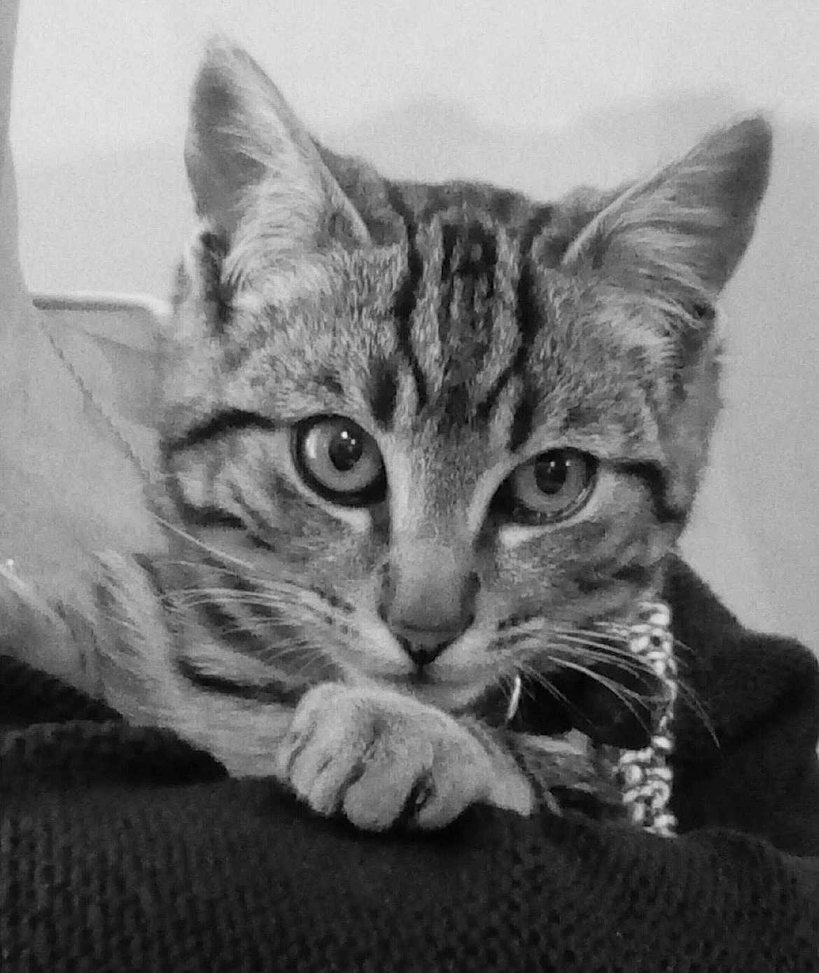 Miaous participe au concours pour gagner de l'argent avec cette photo : cat, tabby, close_up, animal, pet, whiskers, paw, ears, fur, face, portrait, black_and_white, indoor, looking, curious, feline, mammal, resting, texture, expression