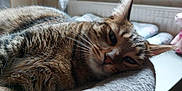 Sweety participe au concours pour gagner de l'argent avec cette photo : cat, tabby, close_up, indoor, relaxed, sleepy, whiskers, fur, pet, animal, cozy, soft_surface, resting, face, ears, nose, background, stuffed_toy, pink, window