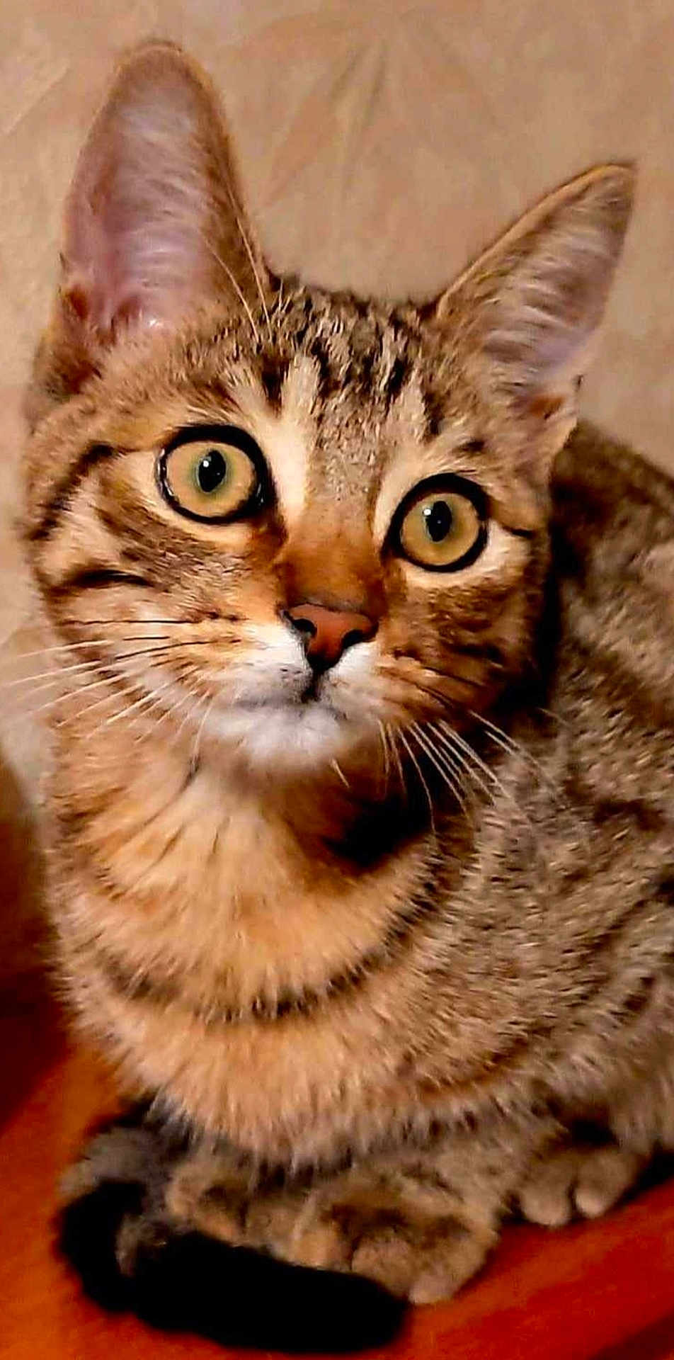 Sweety participe au concours pour gagner de l'argent avec cette photo : cat, tabby, close_up, wide_eyes, whiskers, ears, fur, pet, animal, curious, indoor, sitting, wooden_surface, mammal, cute, feline, alert, domestic_cat, portrait, face
