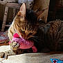 cat, tabby_cat, toy, plush_toy, claws, indoor, pet, animal, feline, playing, paw, close_up, brown, striped, fur, resting, cozy, light, shadow, carpet
