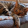 Sweety participe au concours pour gagner de l'argent avec cette photo : cat, tabby, pet, animal, feline, paw, blanket, cushion, indoor, resting, cute, fur, whiskers, ears, closeup, relaxed, soft, home, sleepy, cozy