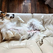 Finlay joined the competition — help win amazing prizes! dog, lying_down, couch, indoor, relaxed, fluffy, white_fur, brown_fur, spotted_belly, pet, canine, fur, paw, tail, wooden_floor, slipper, comfort, domestic, resting, home