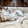 dog, lying_down, couch, indoor, relaxed, fluffy, white_fur, brown_fur, spotted_belly, pet, canine, fur, paw, tail, wooden_floor, slipper, comfort, domestic, resting, home