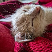 Minounette a rejoint le concours — aidez-le/la à gagner de superbes lots ! cat, sleeping, close_up, fur, whiskers, nose, blanket, red, cozy, resting, pet, animal, indoor, soft, texture, cute, peaceful, relaxing, mammal, feline