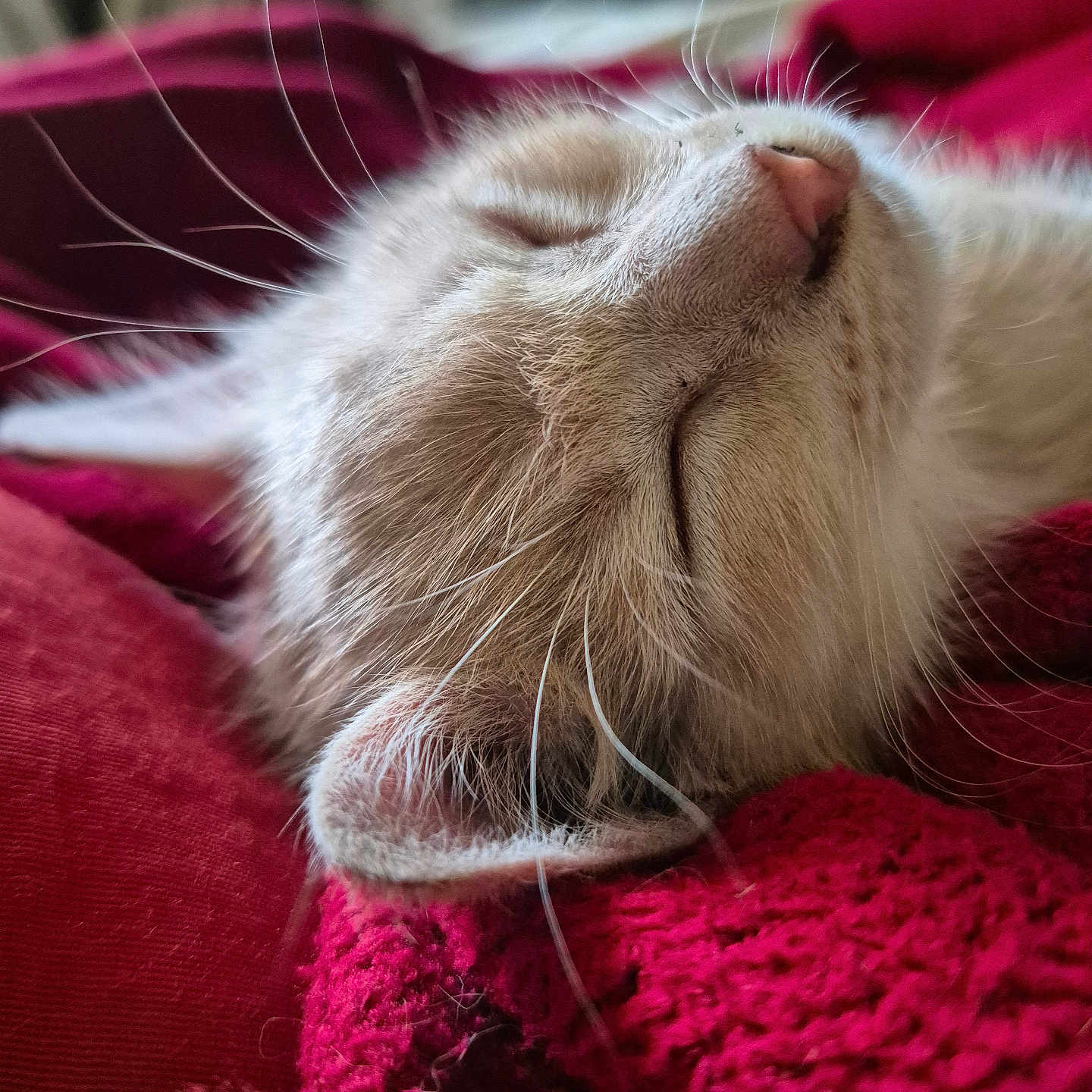Minounette a rejoint le concours — aidez-le/la à gagner de superbes lots ! animal, blanket, cat, close_up, cozy, cute, feline, fur, indoor, mammal, nose, peaceful, pet, red, relaxing, resting, sleeping, soft, texture, whiskers