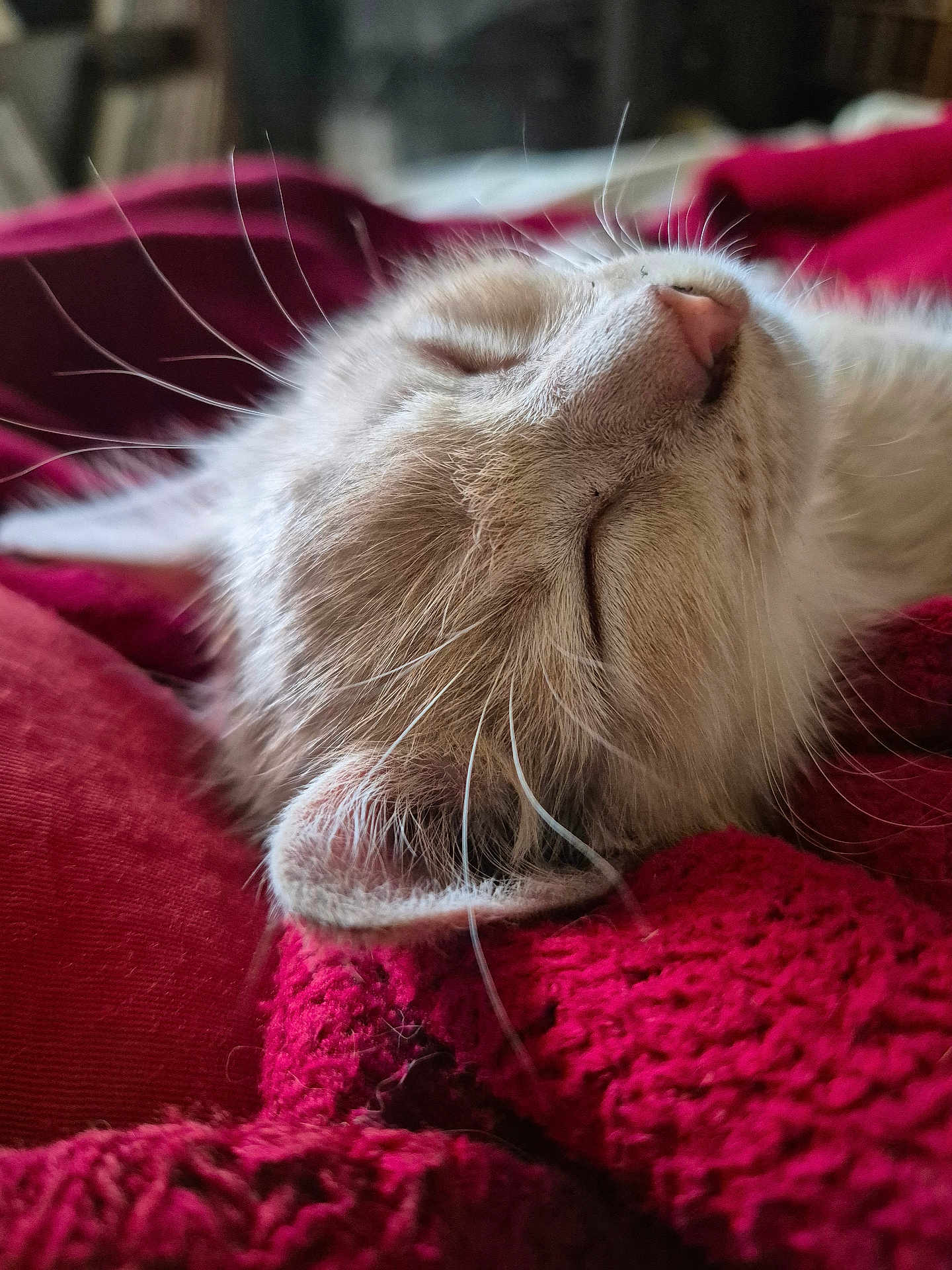 Minounette a rejoint le concours — aidez-le/la à gagner de superbes lots ! cat, sleeping, close_up, fur, whiskers, nose, blanket, red, cozy, resting, pet, animal, indoor, soft, texture, cute, peaceful, relaxing, mammal, feline
