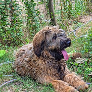 Aloha participe au concours pour gagner de l'argent avec cette photo : dog, animal, outdoor, grass, greenery, fence, tongue_out, happy, pet, canine, nature, shaggy_fur, relaxed, laying_down, summer, garden, cute, friendly, mammal, fur