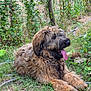 dog, animal, outdoor, grass, greenery, fence, tongue_out, happy, pet, canine, nature, shaggy_fur, relaxed, laying_down, summer, garden, cute, friendly, mammal, fur