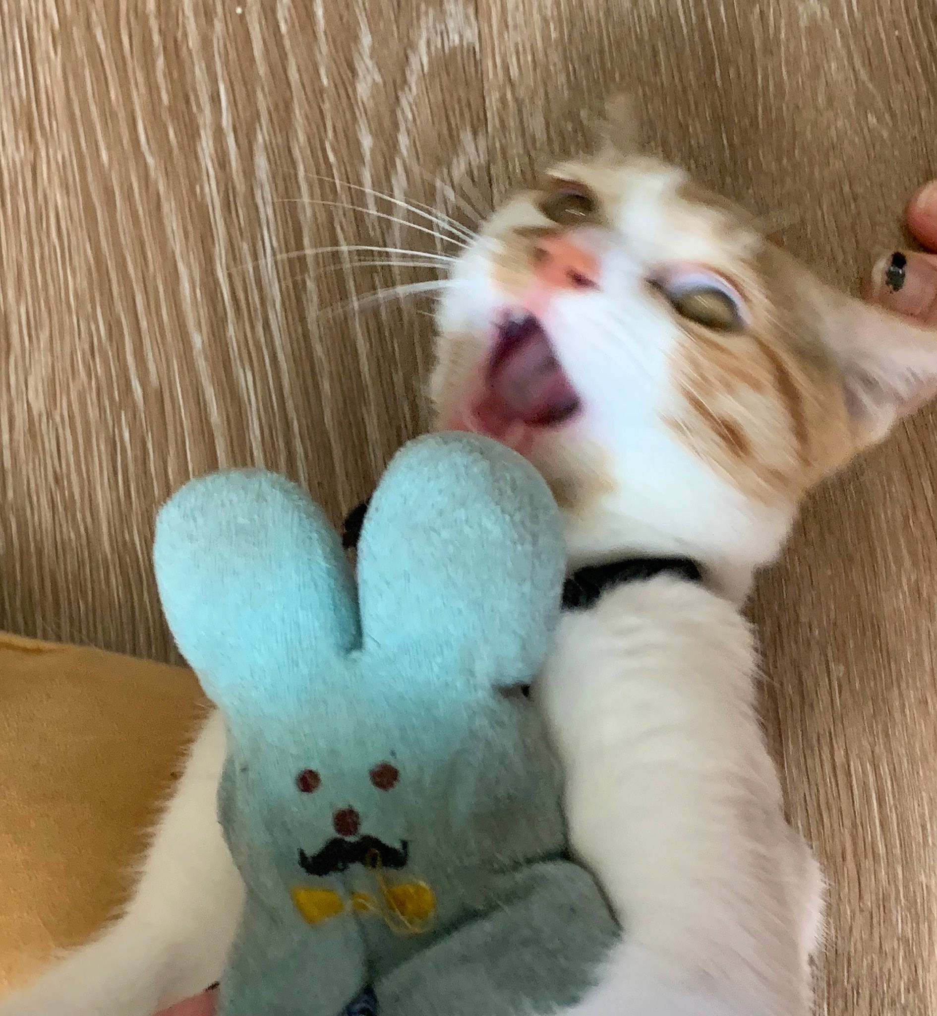 Salem is registered to the contest to win money with this photo: aegean_cat, american_curl, asian, carnivore, cat, ear, fawn, felidae, fur, khao_manee, paw, photo_caption, polydactyl_cat, skin, small_to_medium_sized_cats, tail, turkish_angora, turkish_van, whiskers