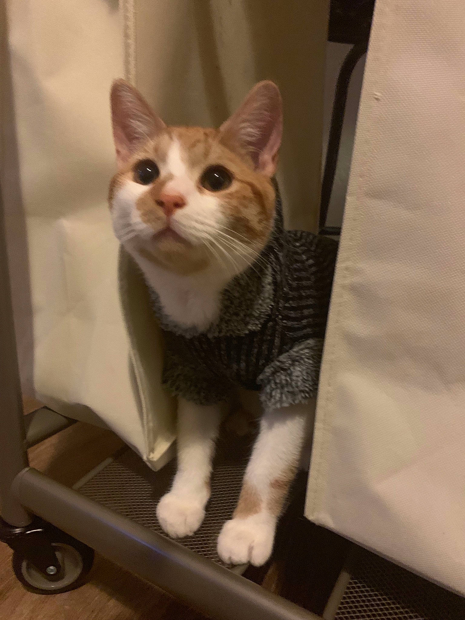 Salem is registered to the contest to win money with this photo: aegean_cat, american_shorthair, american_wirehair, carnivore, cat, domestic_short_haired_cat, european_shorthair, fawn, felidae, kitten, ojos_azules, paw, polydactyl_cat, small_to_medium_sized_cats, turkish_van, whiskers