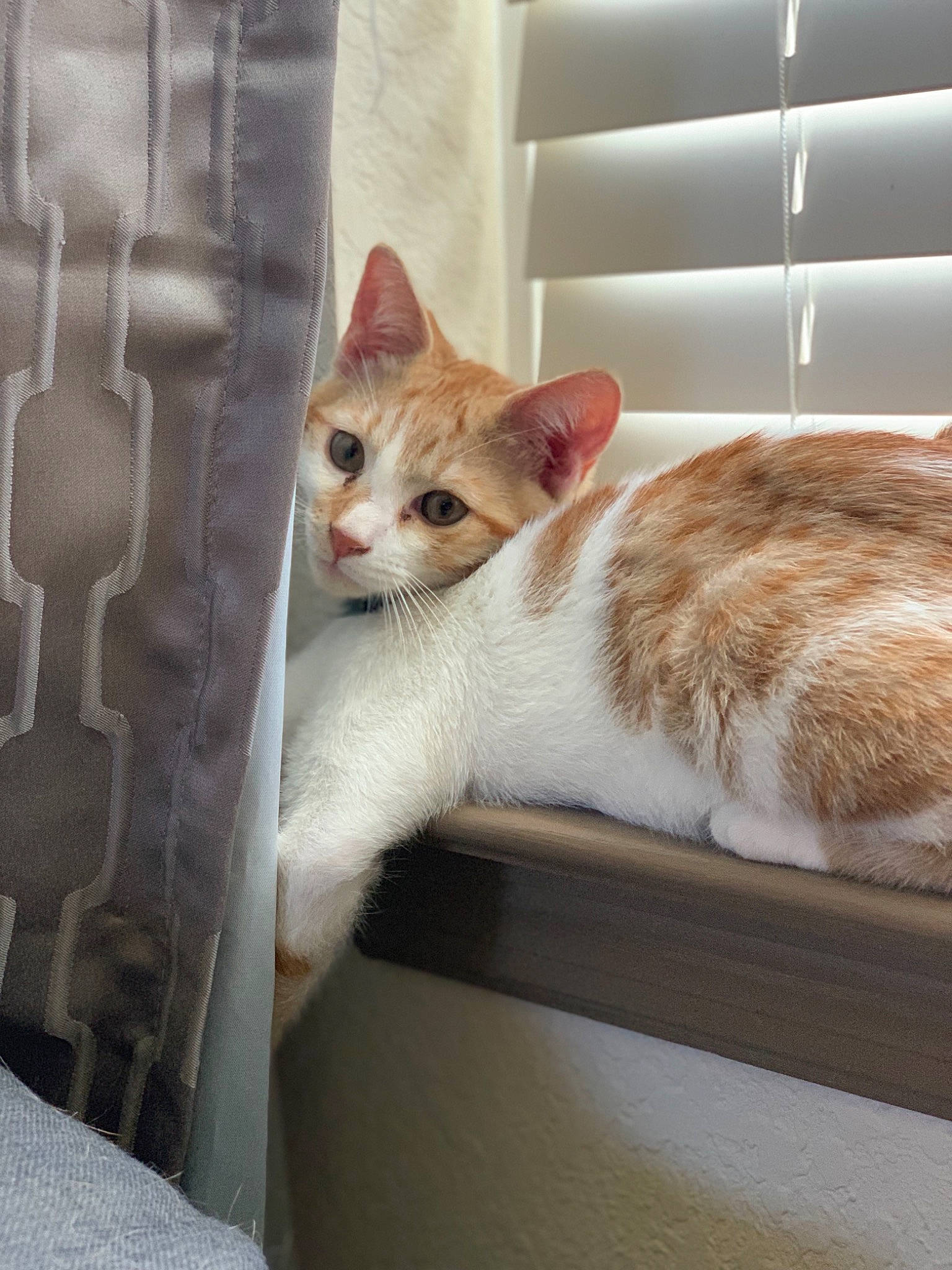 Salem joined the competition — help win amazing prizes! aegean_cat, arabian_mau, asian, carnivore, cat, domestic_short_haired_cat, european_shorthair, fawn, felidae, kitten, room, small_to_medium_sized_cats, tabby_cat, whiskers, window