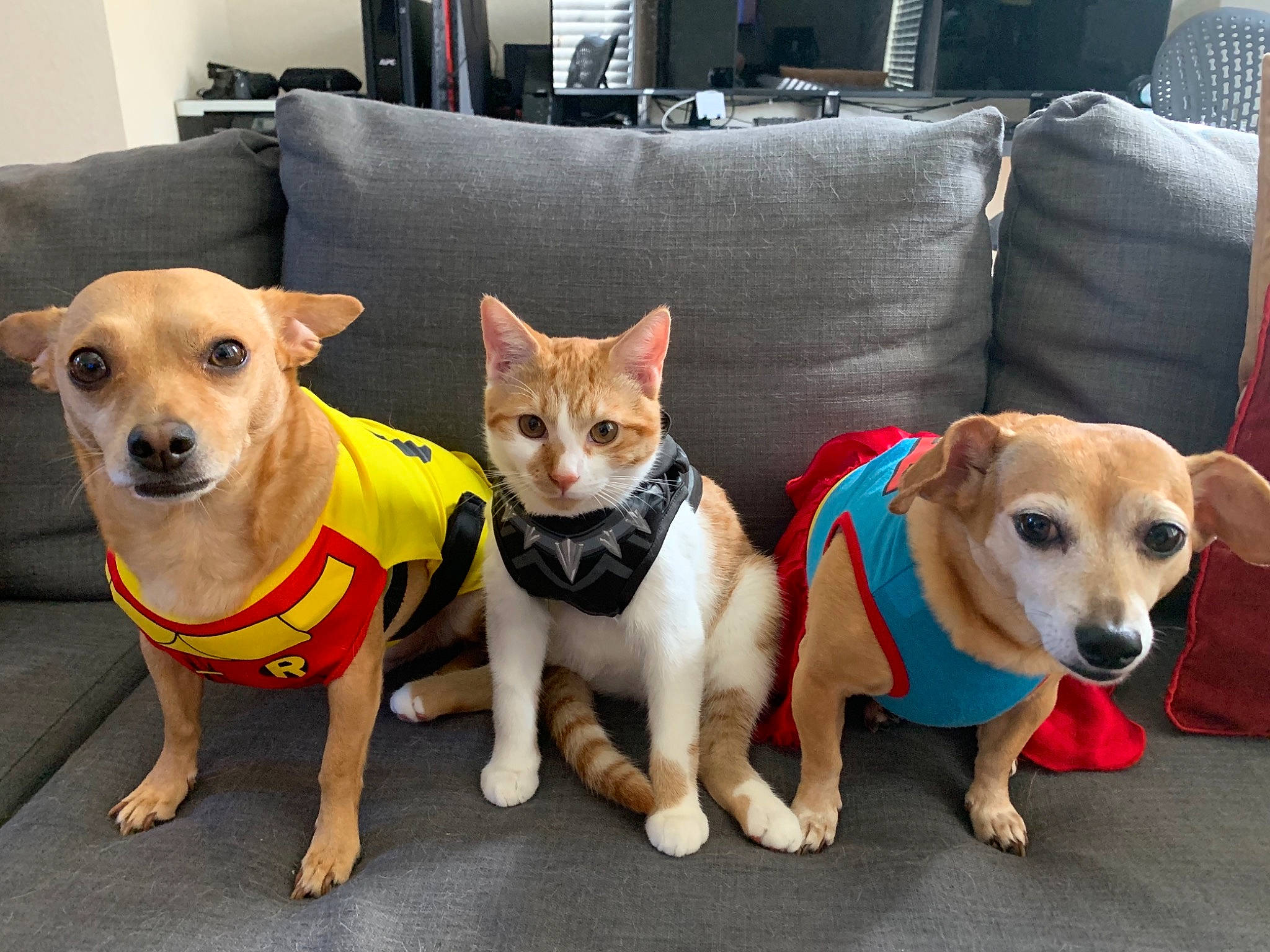 Salem is registered to the contest to win money with this photo: canidae, carnivore, chihuahua, companion_dog, corgi_chihuahua, dog, dog_breed, dog_clothes, fawn, feist, mammal, paw, pembroke_welsh_corgi, puppy, rat_terrier, snout, sporting_group, toy_dog, vertebrate