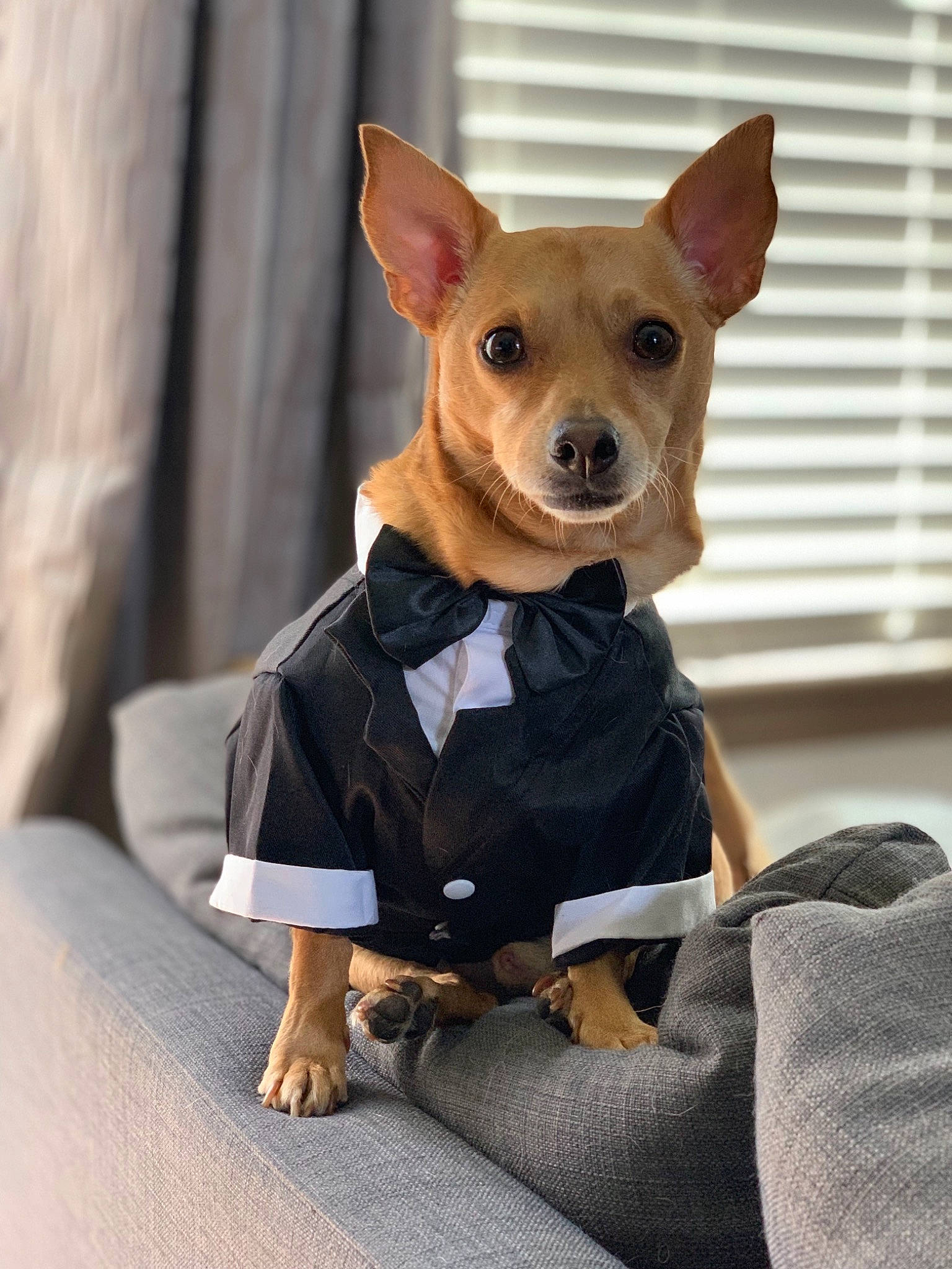 Jak joined the competition — help win amazing prizes! canidae, carnivore, chihuahua, companion_dog, corgi_chihuahua, dog, dog_breed, dog_clothes, english_toy_terrier, german_pinscher, mammal, miniature_fox_terrier, miniature_pinscher, prazsky_krysarik, russkiy_toy, snout, teddy_roosevelt_terrier, toy_dog, toy_fox_terrier, vertebrate