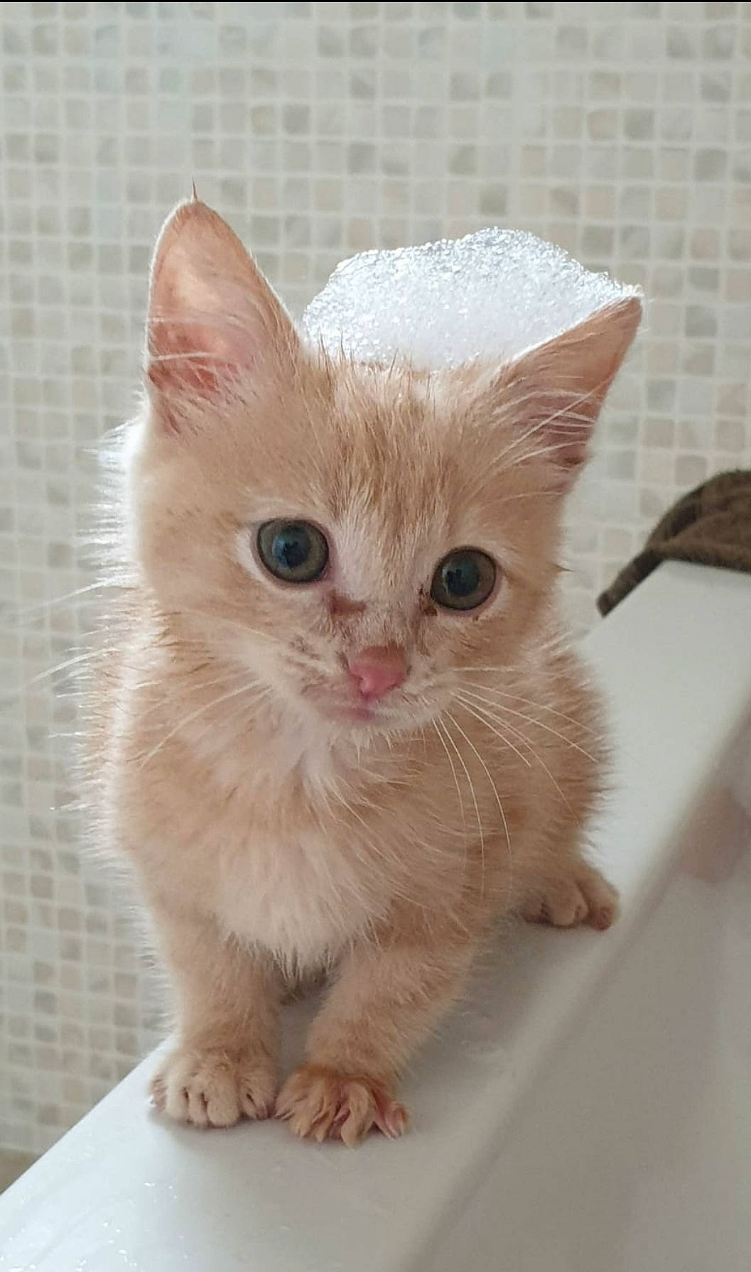 Simba participe au concours pour gagner de l'argent avec cette photo : carnivore, cat, claw, domestic_short_haired_cat, fawn, felidae, fur, paw, pet_supply, small_to_medium_sized_cats, snout, tail, whiskers