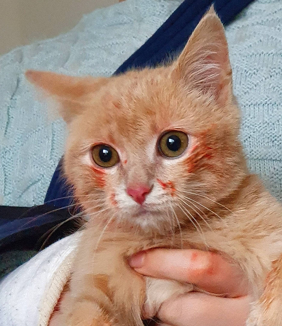 Simba participe au concours pour gagner de l'argent avec cette photo : carnivore, cat, claw, comfort, domestic_short_haired_cat, ear, eye, eyelash, fawn, felidae, fur, gesture, hair, head, nail, paw, pet_supply, small_to_medium_sized_cats, snout, whiskers