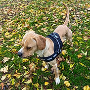 Valko a rejoint le concours — aidez-le/la à gagner de superbes lots ! animal, autumn, brown_dog, canine, daylight, dog, fall, grass, greenery, harness, leaves, mammal, nature, outdoor, park, pet, playful, seasonal, sniffing, walking