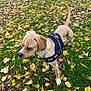 animal, autumn, brown_dog, canine, daylight, dog, fall, grass, greenery, harness, leaves, mammal, nature, outdoor, park, pet, playful, seasonal, sniffing, walking