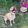 bushes, canine, collar, daylight, dog, flower_pot, garden, grass, greenery, happy_dog, nature, outdoor, pet, pink_flowers, plant, playful, sitting, smiling, summer, tongue_out