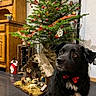 dog, black_dog, bow_tie, christmas_tree, ornaments, nativity_scene, holiday_decor, indoor, wooden_cabinet, floor, festive, pet, animal, christmas, decorations, red, green, white, home, celebration