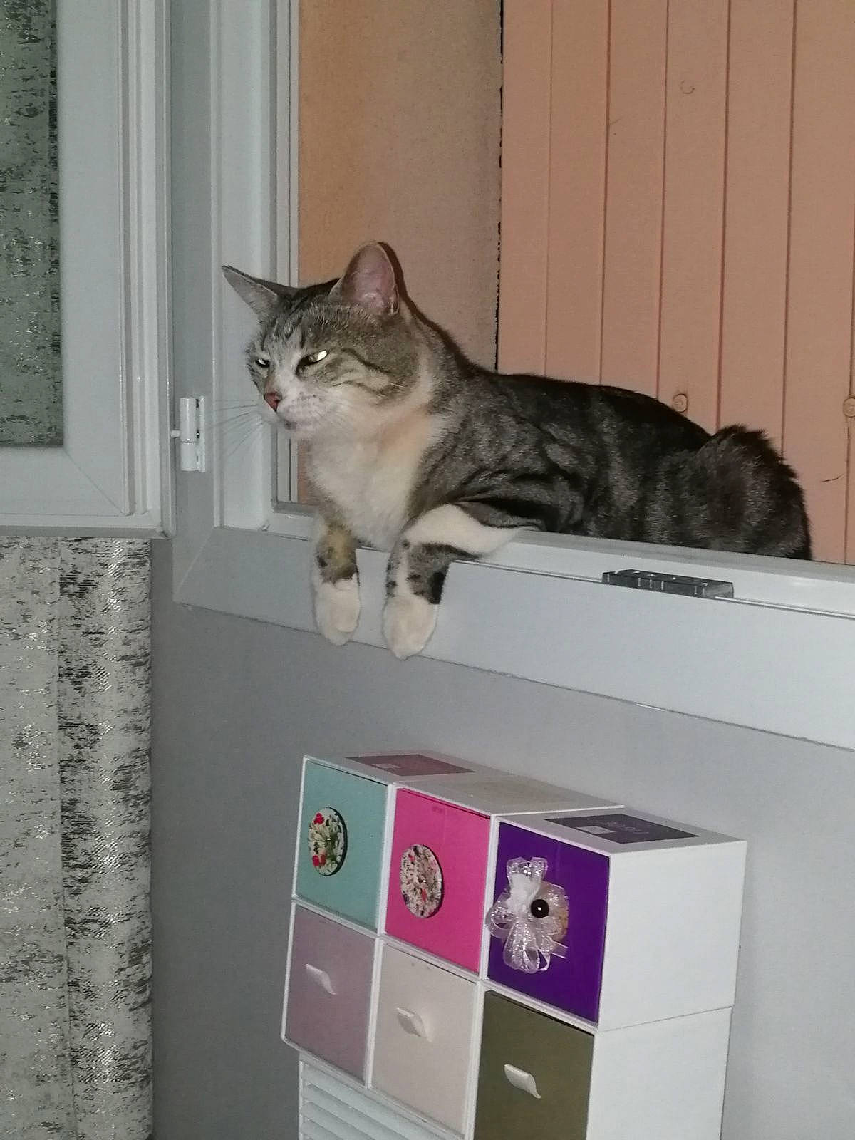 Chi participe au concours pour gagner de l'argent avec cette photo : animal_shelter, box, cabinetry, cardboard, carnivore, cat, chest_of_drawers, cupboard, domestic_short_haired_cat, drawer, felidae, fur, grey, home_appliance, room, shelf, shelving, small_to_medium_sized_cats, tail, whiskers