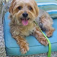 Chestnut joined the competition — help win amazing prizes! animal, canine, chair, companionship, cushion, cute, dog, domestic_animal, friendly, fur, happy, leash, outdoor, pet, portrait, relaxed, small_dog, smiling, tongue_out, wicker_furniture