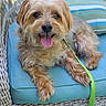 animal, canine, chair, companionship, cushion, cute, dog, domestic_animal, friendly, fur, happy, leash, outdoor, pet, portrait, relaxed, small_dog, smiling, tongue_out, wicker_furniture