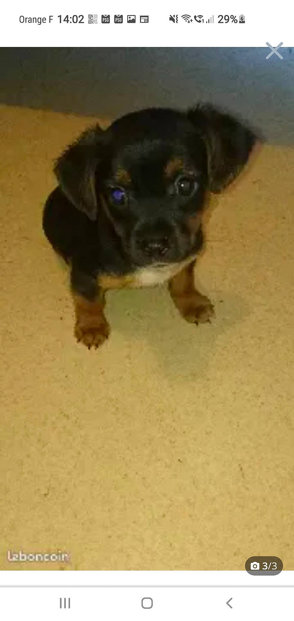 Simba a rejoint le concours — aidez-le/la à gagner de superbes lots ! beaglier, borador, canidae, carnivore, companion_dog, dog, dog_breed, fawn, fur, guard_dog, hunting_dog, liver, paw, rottweiler, sporting_group, street_dog, terrestrial_animal, whiskers, working_animal, working_dog