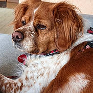 Sybelle a rejoint le concours — aidez-le/la à gagner de superbes lots ! animal, brown, calm, canine, close_up, collar, companion, couch, dog, domestic, fur, furry, indoor, pet, portrait, red, relaxed, resting, side_view, white