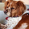 animal, brown, calm, canine, close_up, collar, companion, couch, dog, domestic, fur, furry, indoor, pet, portrait, red, relaxed, resting, side_view, white